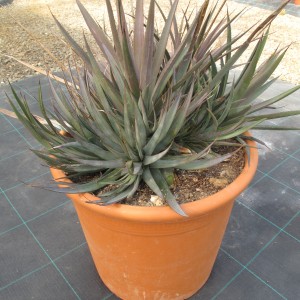 Plantes méditerranéennes variées