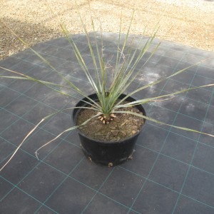 Plantes méditerranéennes variées