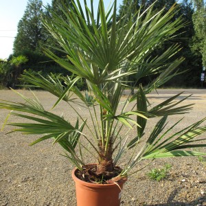 Plantes méditerranéennes variées