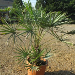 Plantes méditerranéennes variées