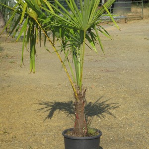 Plantes méditerranéennes variées