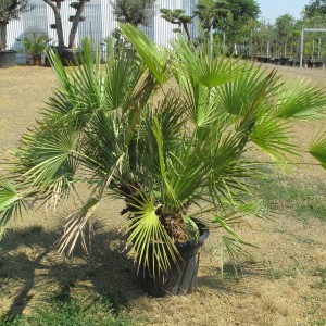 Plantes méditerranéennes variées