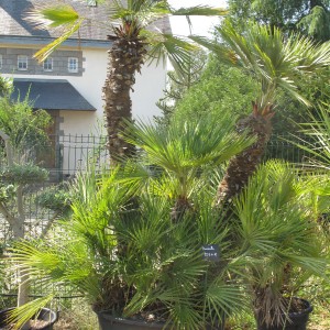 Plantes méditerranéennes variées