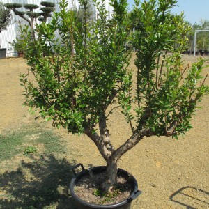 Plantes méditerranéennes variées