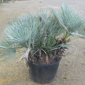 Plantes méditerranéennes variées