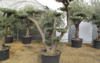 olivier bonsai rennes