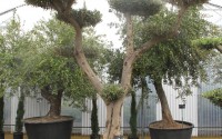 olivier bonsai bretagne