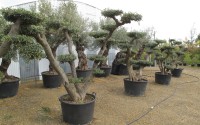 olivier bonsai 