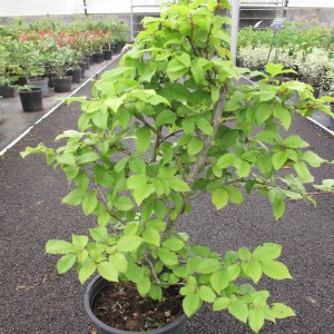 Arbuste de haie caduc