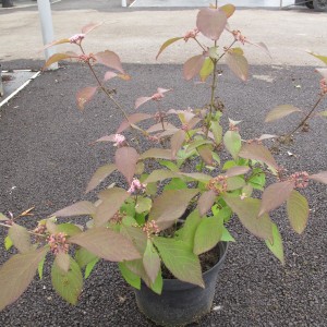 Arbuste de haie caduc