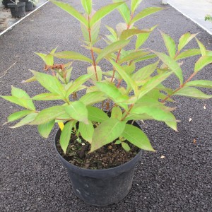 Arbuste de haie caduc