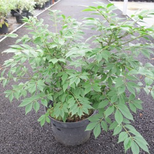 Arbuste de haie caduc