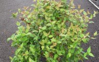 abelia prostata