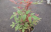 nandina seika obsession