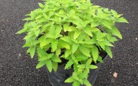 caryopteris hint of gold
