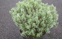 hebe pinguifolia pagei