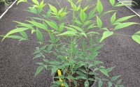 nandina domestica brightlight