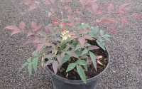 nandina light murasaki