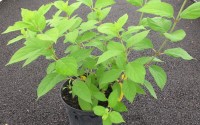 hortansia paniculata