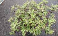 pittosporum tenuifolium tom thumb