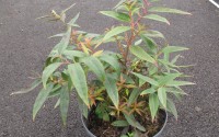 leucothoe fontanesiana 'scarletta'