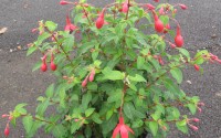 fuchsia tom thumb