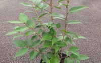 camellia sasanqua