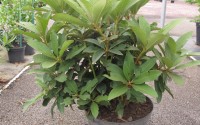 rhododendron