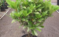 skimmia japonica