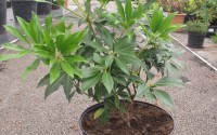 pieris forest flame