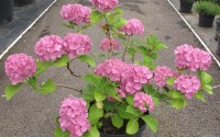 hortensia rose