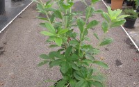 azalée mollis