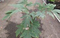 paeonia pivoine