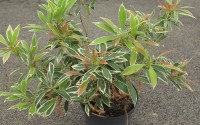 pieris variegata