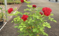 rosier buisson lili marlene