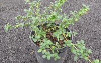 ceanothe repens