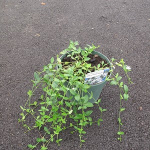 Plantes rampantes et couvre sol