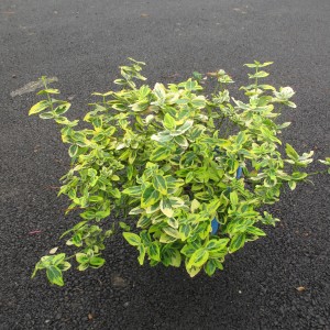 Plantes rampantes et couvre sol