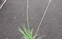 tulbaghia