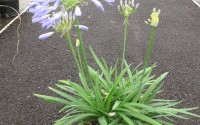 agapanthe naine