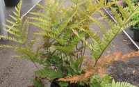 Fougère Dryopteris erythrosora