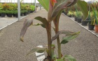 canna plante orange