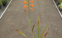 watsonia orange