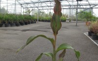 canna jaune 