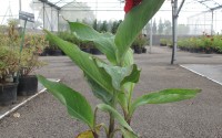 canna plante rouge