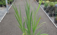 watsonia