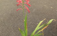 watsonia rose