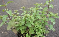 menthe