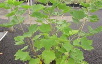 groseillier blanc