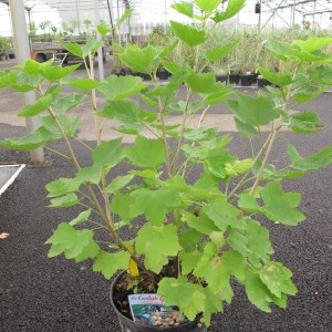 Petits fruits et aromatiques 